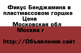 Фикус Бенджамина в пластмассовом горшке › Цена ­ 1 500 - Московская обл., Москва г.  »    